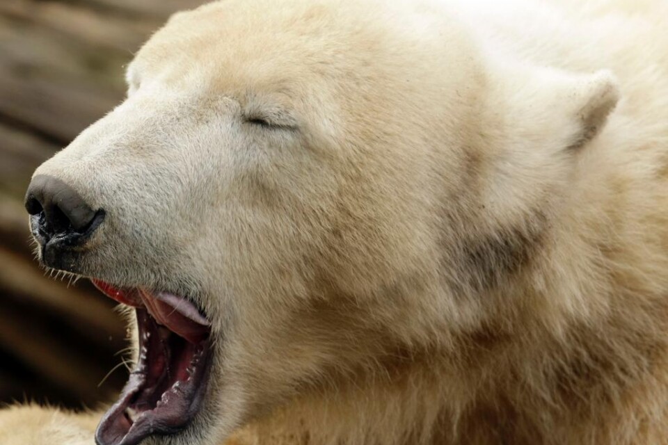 En grupp meteorologer på en forskningsstation i norra Ryssland har inte kunnat göra de dagliga avläsningarna av sina instrument, eftersom de är belägrade av ett gäng hungriga isbjörnar. Björnarna på ön Vajgatj i Norra ishavet har inte låtit sig skrämmas