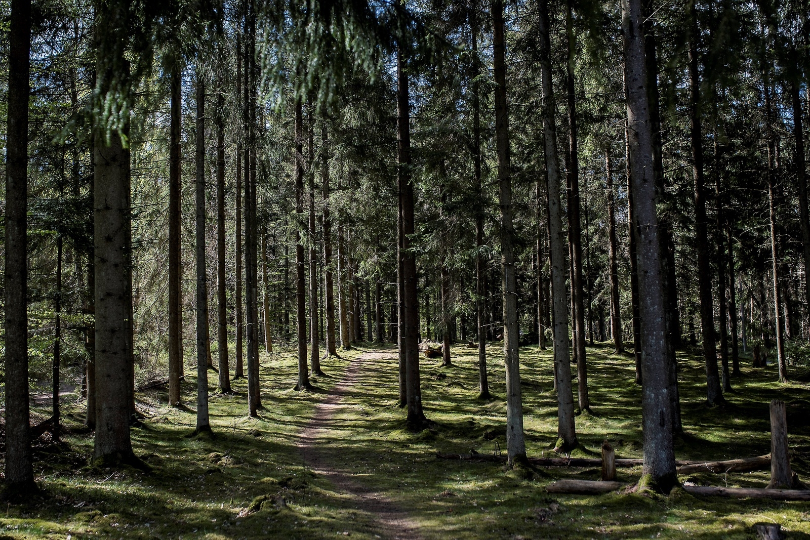 Sanatorieskogen i Tyringe bjuder på barrskog och lövskog.