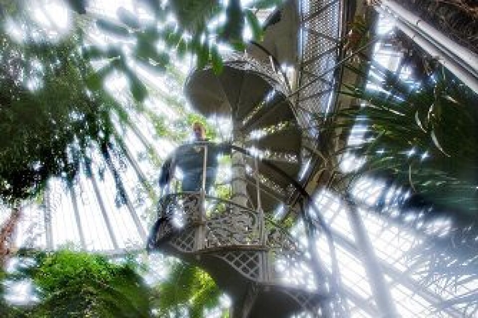 Djungelstämning in på kroppen. Det är hett och fuktigt i palmhuset i Botaniska trädgården. Foto: Lars-Erik Gille