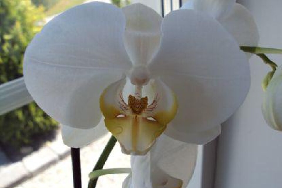 Vit orkidé i all sin glans