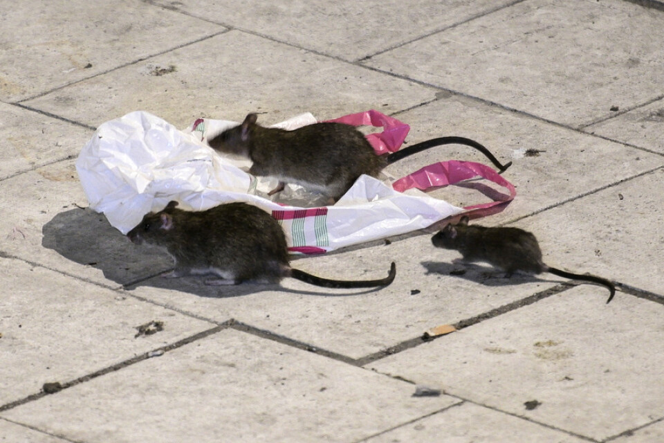 Råttor letar efter något att äta på Sergels torg i Stockholm en natt i maj. Arkivbild.