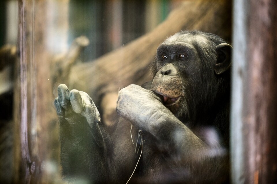 Fyra schimpanser har skjutits efter att de rymt från sitt hägn på Furuviks djurpark. Arkivbild.