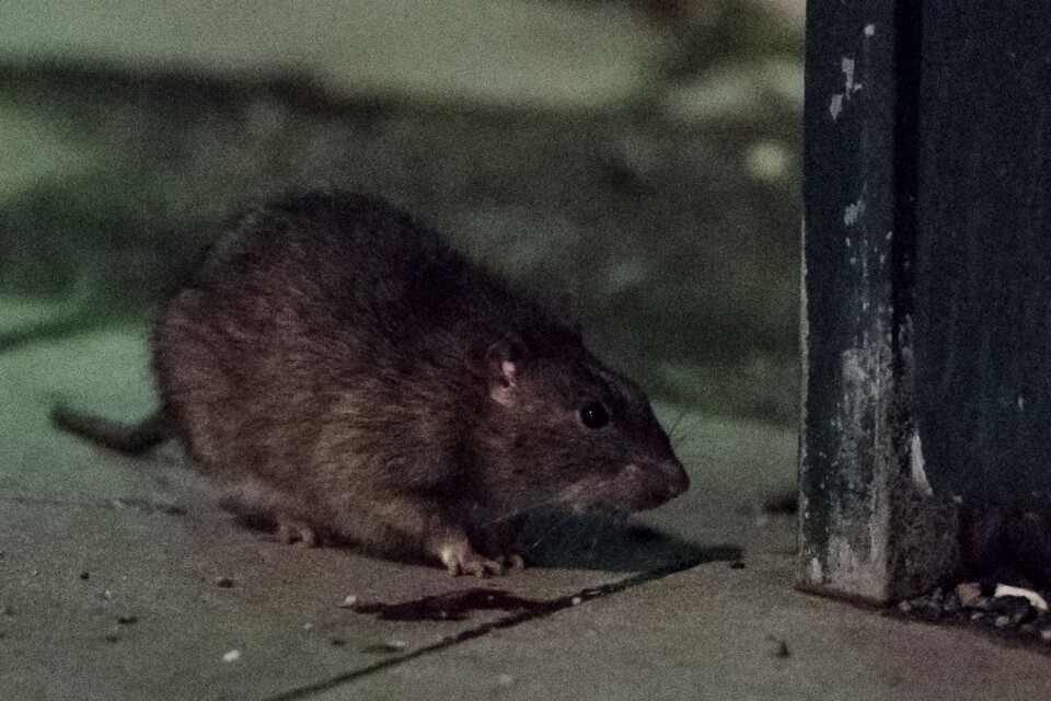 En ”enorm mängd” råttor ska ha funnit sitt hem i ödehuset, klagar grannen. Arkivbild.