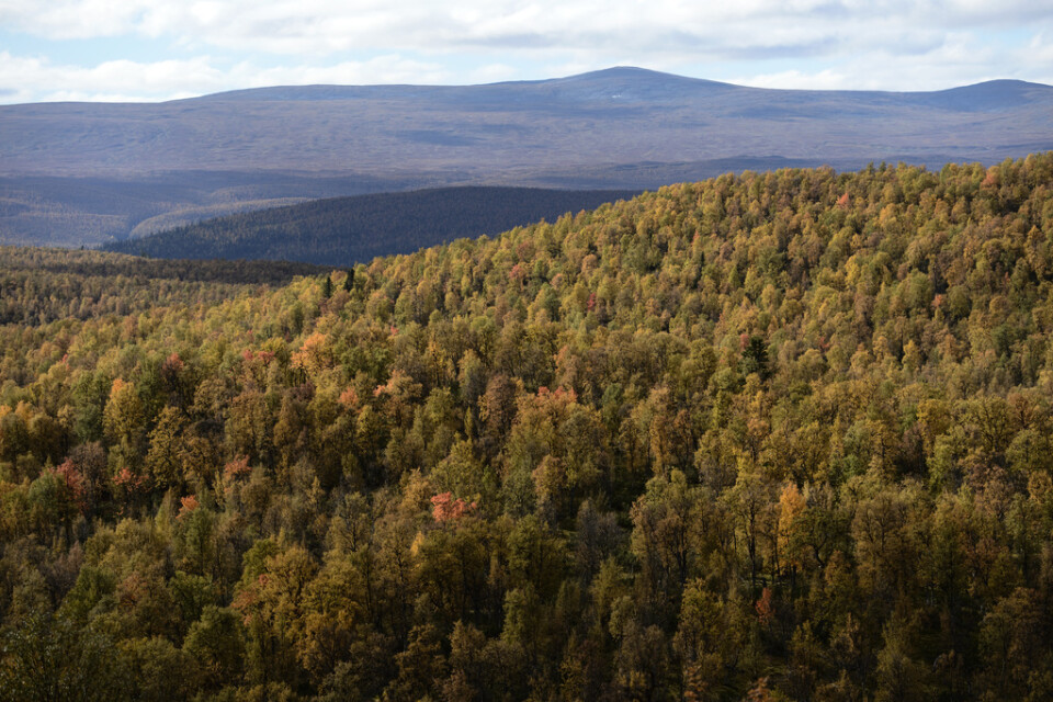 Utsikt över Vindelfjällen från Ammarnäs, en småort i Sorsele kommun. Skogsmark i norr värderas långt under den i söder, men har fått ett uppsving på senare år. Arkivbild.