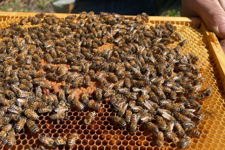 På sommaren kan det bo 60 000 till 80 000 bin i samma kupa.