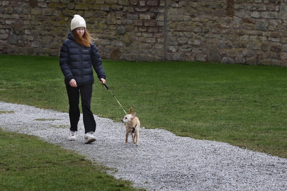 Elisia och hunden Eddie trivs i varandras sällskap och ger sig gärna ut på promenad tillsammans.