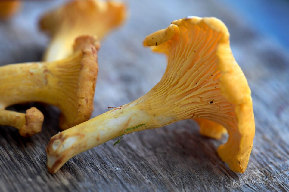 Det finns gott om svamp i år. Är du osäker på om svampen är ätlig? Ta med din svamp till Naturum den 3 oktober. Där finns experter som kan berätta mer.