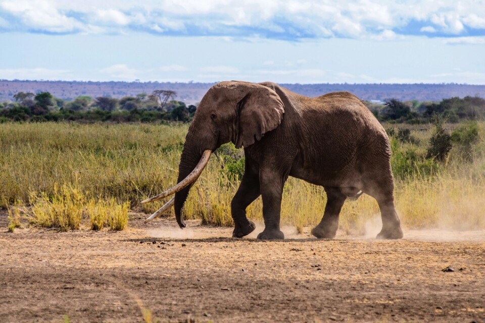 Elefanten Big Tim är död. Han var en av Afrikas få kvarvarande långbetade elefanter, en så kallade tusker, och han blev 50 år. Bilden är från september 2016.