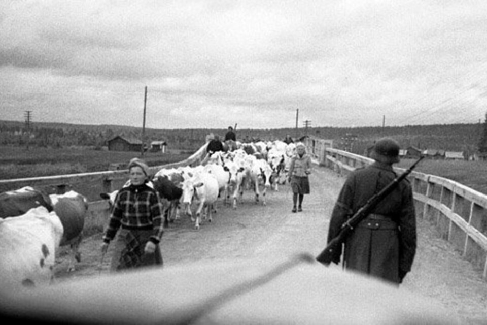 Flyktingar mellan Sodankylä och Rovaniemi 1944. Rovaniemi brändes ner till grunden av de retirerande tyskarna på order av Hitler. Dessförinnan evakuerades civilbefolkningen. Ungdomar och barn gick till Sverige tillsammans med boskapen.