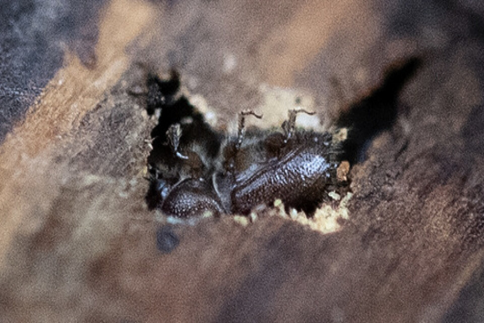 Granbarkborren är en fyra millimeter lång skalbagge och den enda i släktet barkborre som kan döda stora friska granar. Arkivbild.