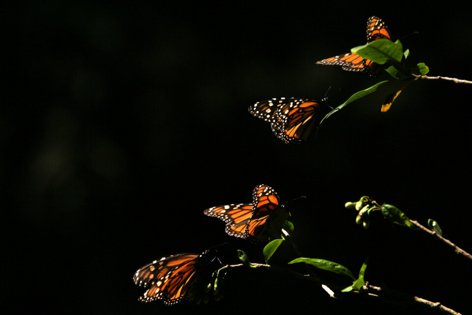 Fyra monarkfjärilar i reservatet El Rosario i delstaten Michoacán i Mexiko. Arkivbild.