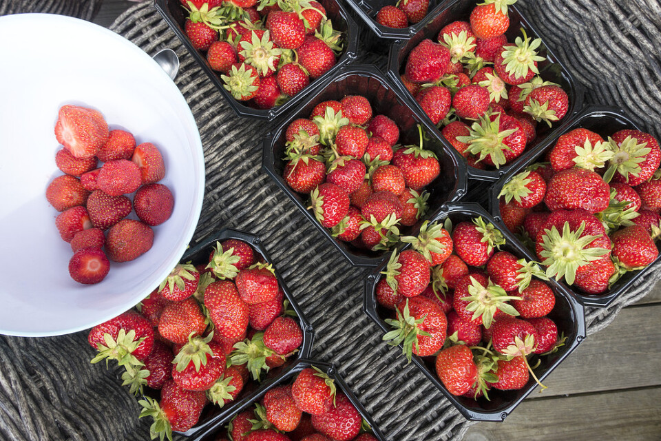 Ingen risk för brist på jordgubbar i midsommar, lovar producenter och handel. Arkivbild