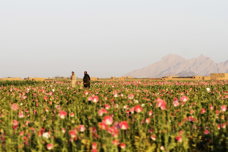 Vallmofält som används för att producera illegala opiater i afghanska Kandahar. Arkivbild.