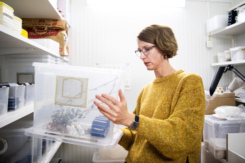 Sofia Boqvist, docent i infektionsepidemiologi vid Sveriges lantbruksuniversitet, kontrollerar att syrsorna mår bra.