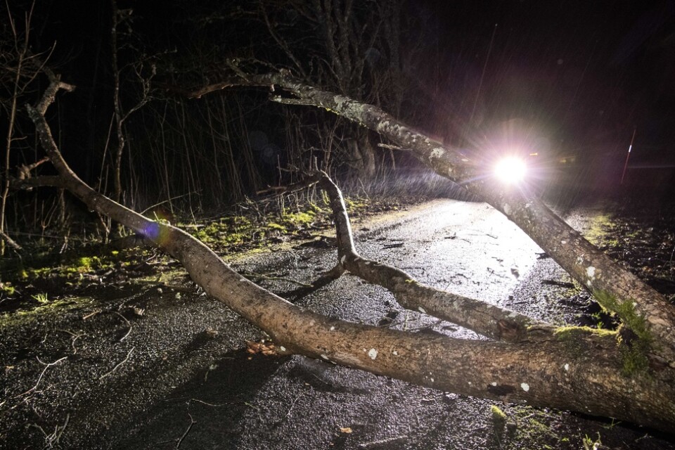 Trafikverket varnar för nedfallna träd på vägarna i norra Sverige. Arkivbild.