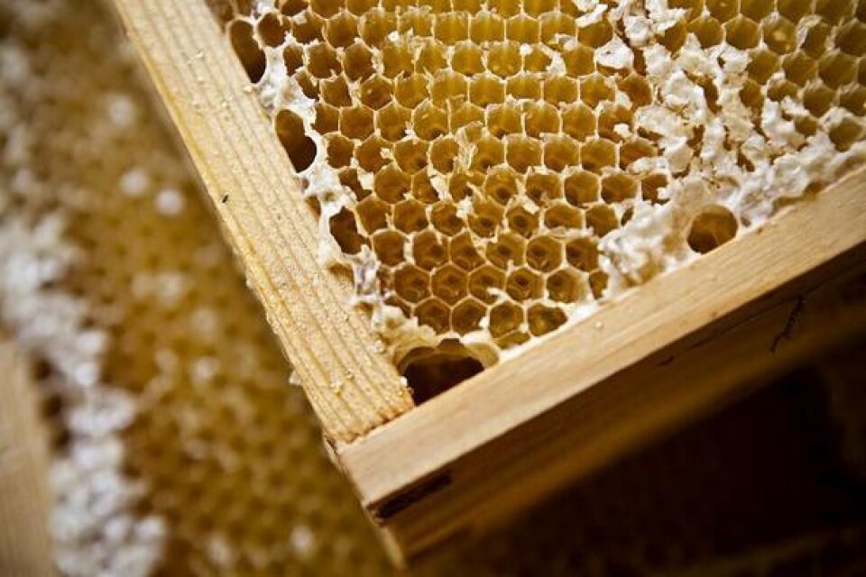 När honungen ska tas fram skakas först vaxlocken som bina producerat bort.