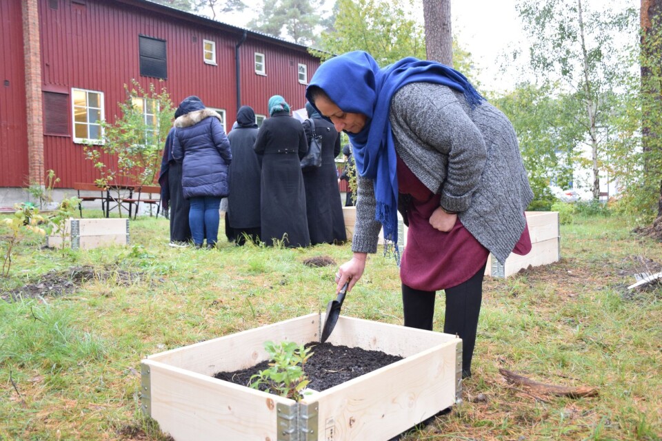 باري محمدي قامت بزراعة النباتات والبذور .