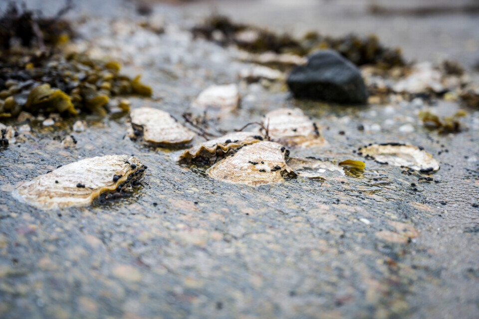 Stillahavsostron, eller japanska jätteostron, är en av de många invasiva arter som kan bli vanligare när vattentemperaturerna stiger. Arkivbild.