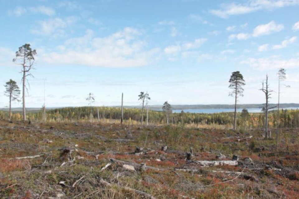Certifieringsorganisationen FSC har gett sitt klartecken till Ikeas avverkningar av naturskog i Karelen.