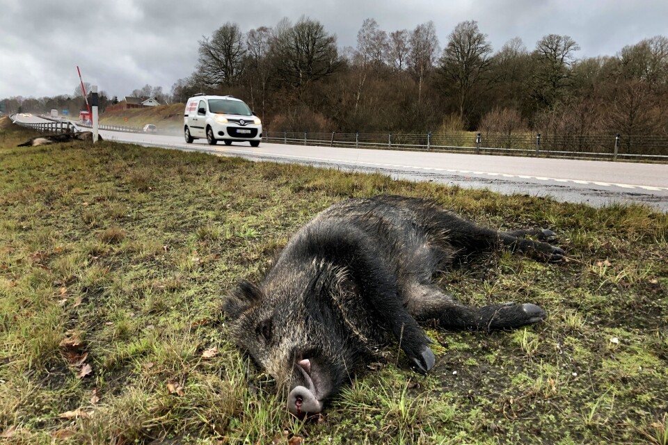 Döda vildsvin efter viltolycka på E20.