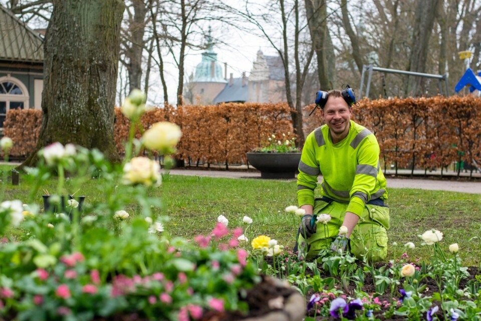 Johan Zakrisson, planterar blommor i stadsparken.