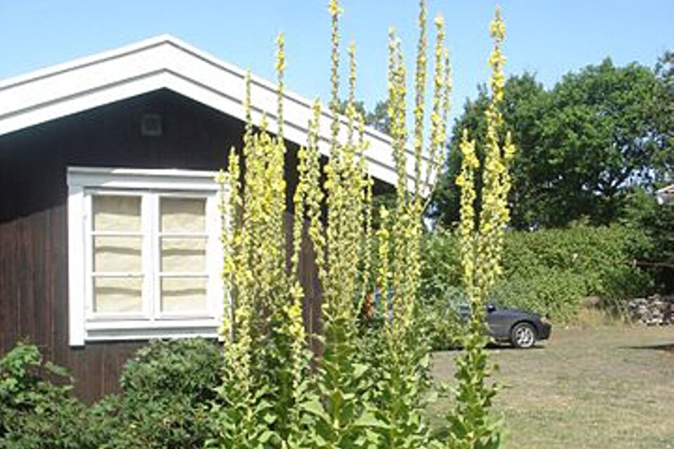 Kungsljusen hemma hos Heiner i Köpingsvik är storståtliga i den lilla trädgården. De har vuxit upp spontant på platsen och de högsta är drygt 2 meter höga.