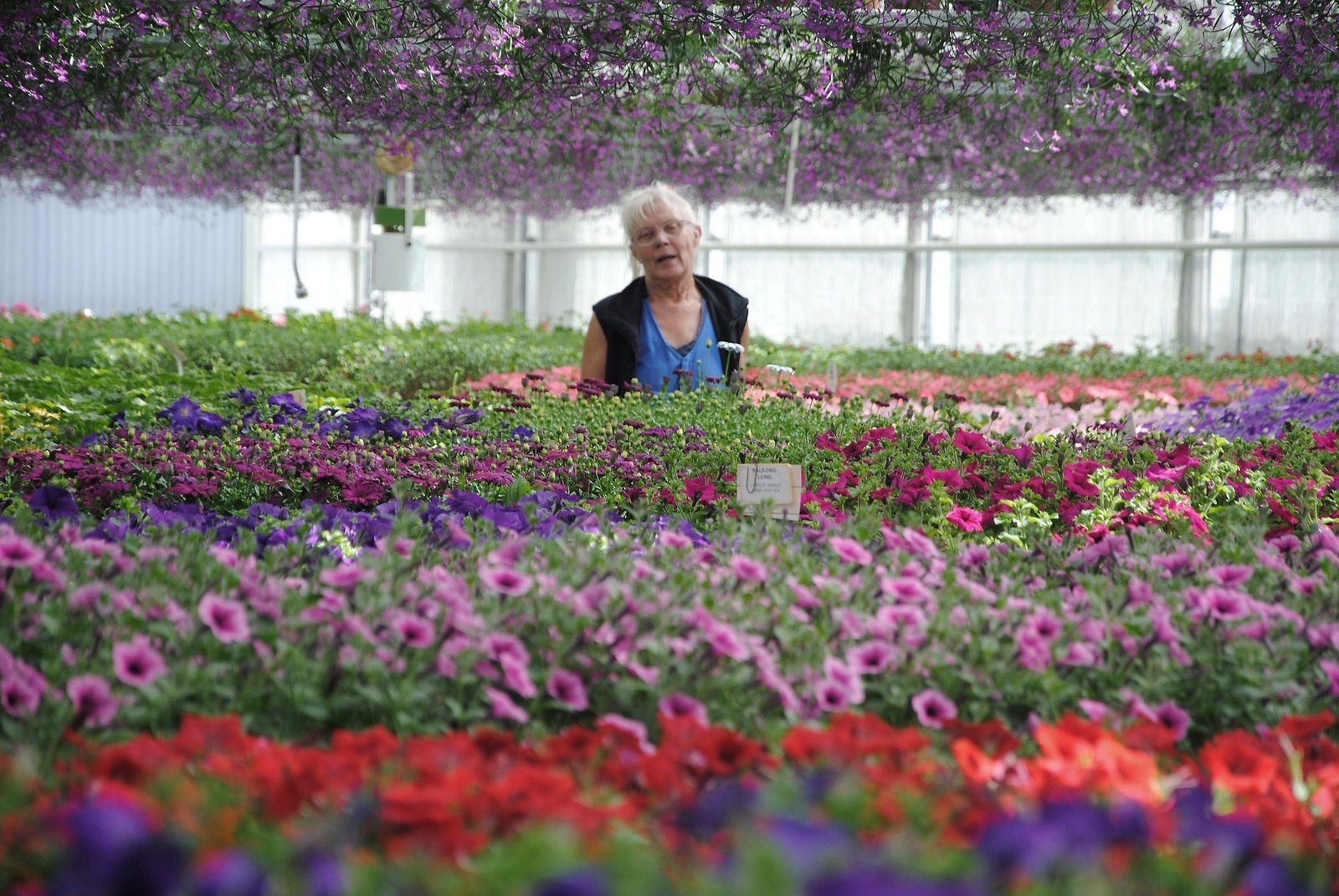 Anita Larsson placerar blommorna i lådor som körs ut för plantering.          Foto. Stefan Olofson