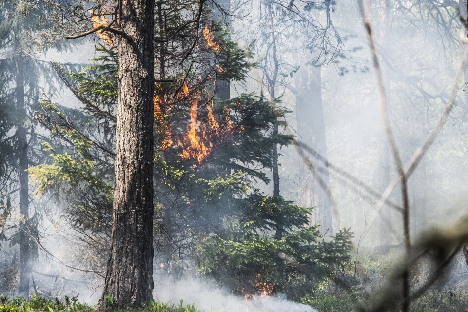 Det varma och torra vädret ökar risken för gräs- och skogsbränder i nästan hela landet. Arkivbild.