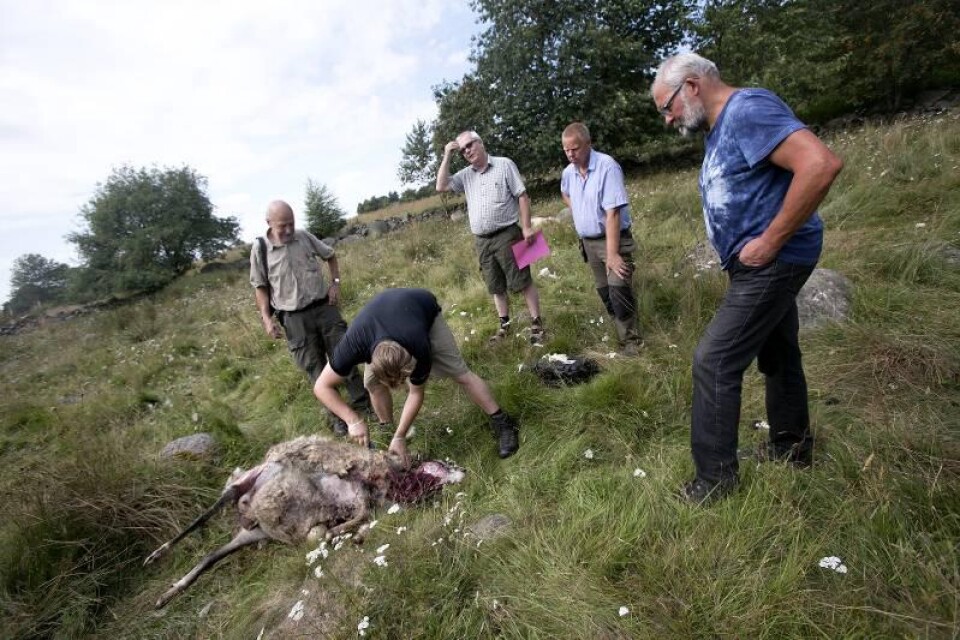 Tom Espgård undersöker ett av fåren som dödades av varg i helgen. Från vänster besiktningsmannen Krister Henriksson, Jan Hultgren från LRF Skåne, fårägaren Lars Andersson och Bertil Malmsten, besiktningsman.