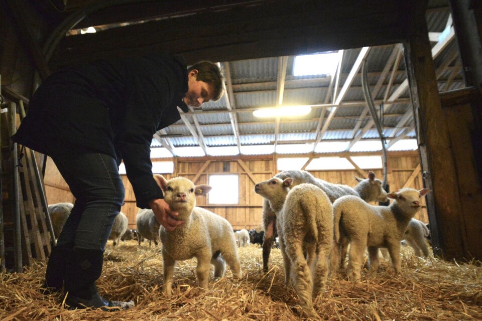 Lantbrukaren Ingeli Ivansson hälsade på lammen i Fårhuset.