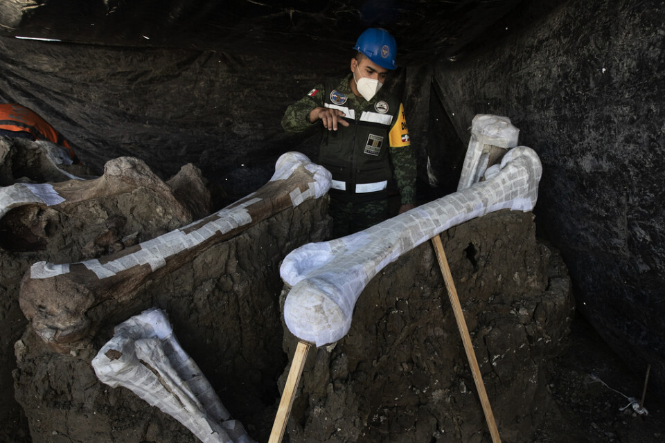 José de Jesús Cantoral Herrera visar upp ett mammutskelett som hittats vid byggnationen av en ny flygplats i Mexikos huvudstad.