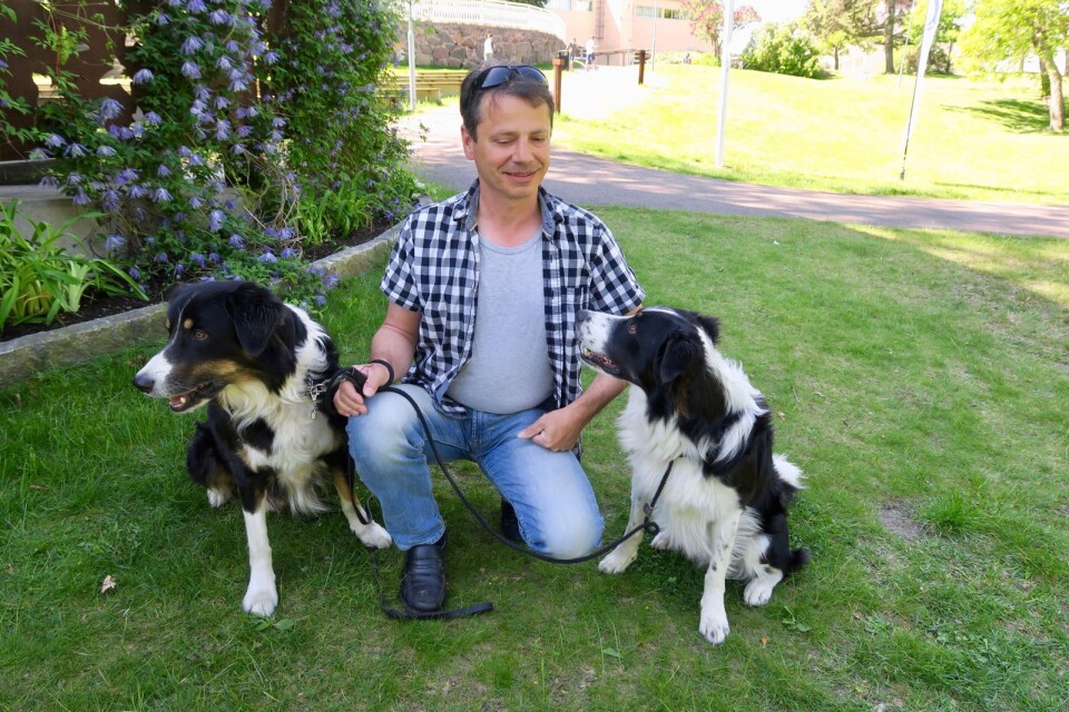 Husse Sascha Ingvarsson kom till hundpromenaden tillsammans med sina border collies Tayson och Diesel.