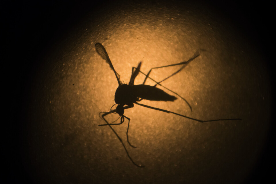 Även invasiva myggor, likt de som sprider malaria- och Zikavirus, utgör ett stort hot. Arkivbild.