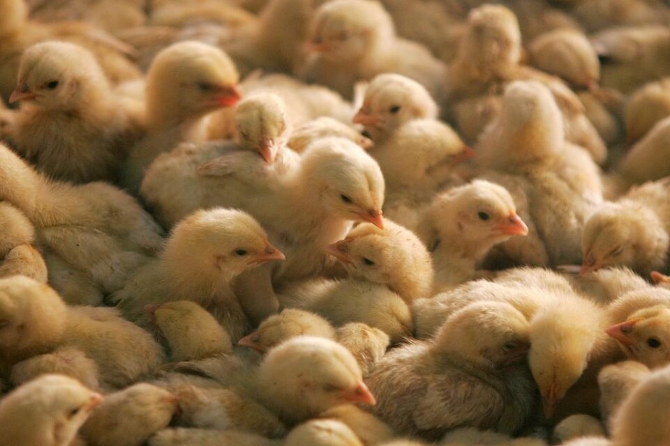 Mer än tusen kycklingar kvävdes till döds under en transport från Småland till Skåne 2013. När de kom fram till slakteriet kunde veterinären konstatera att de utsatts för stort lidande - i många lådor som maximalt får lastas med 13 djur låg 16-17 kyckli