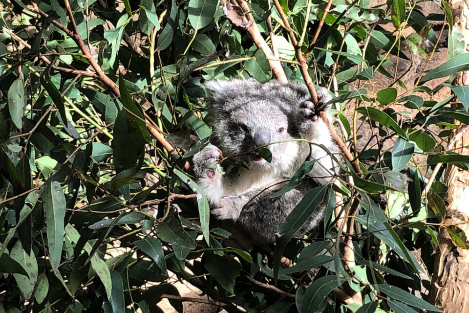 Koalor föds bara upp på djurparker i dagsläget, här en koalaunge på djurparken Billabong Zoo utanför Port Macquarie. Koalasjukhuset planerar att snart kunna sätta i gång och föda upp koalor som ska ut i det vilda.