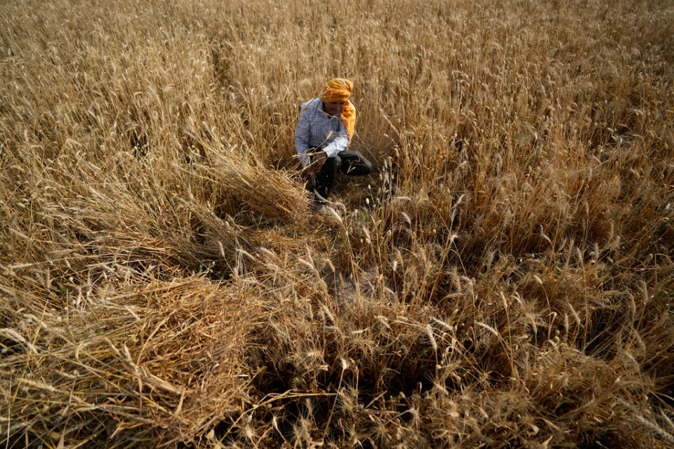 En lantbrukare skördar vete i utkanten av staden Jammu i norra Indien. Arkivbild