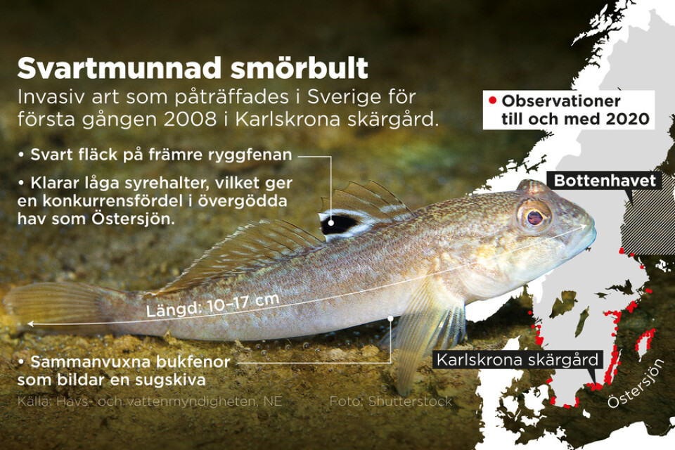 Invasiv art som påträffades i Sverige för första gången 2008 i Karlskrona skärgård.