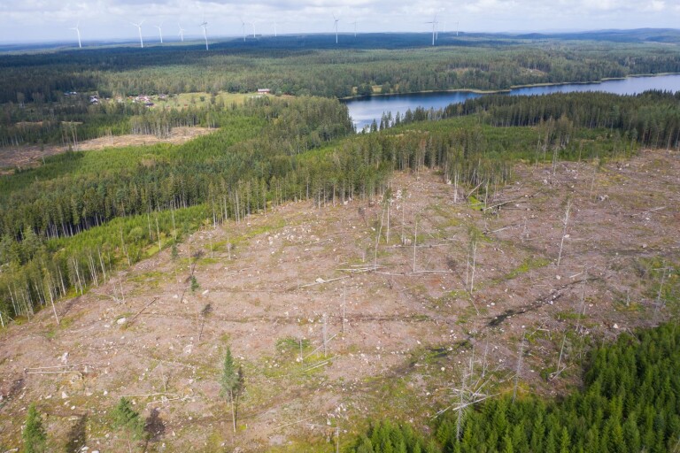 Kritiken mot Borås stads skogsbruk bygger på okunskap