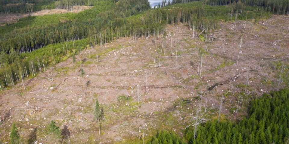 Kritiken mot Borås stads skogsbruk bygger på okunskap