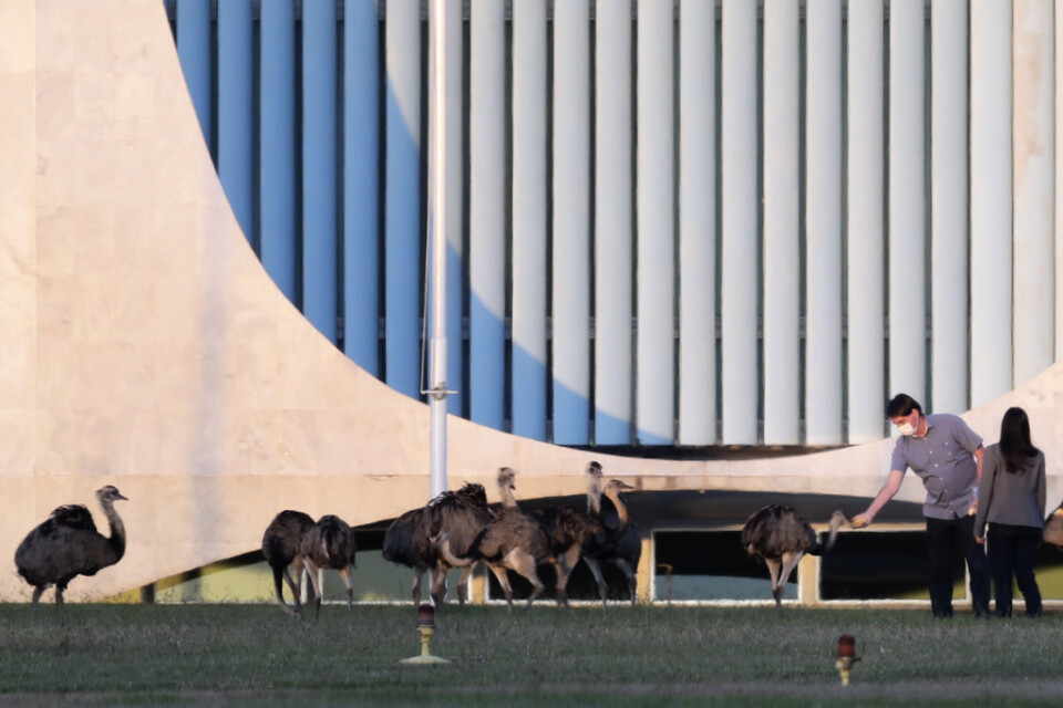 Brasiliens president Jair Bolsonaro matar fåglar utanför presidentbostaden i Brasília.