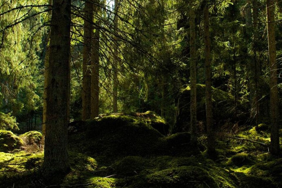 Nybro rankas som en av landets bästa naturvårdskommuner av Naturskyddsföreningen. Tätortsnära skog och inventering av biologisk mångfald premieras - Nybro kommun har bland annat inventerat ädellövskog.