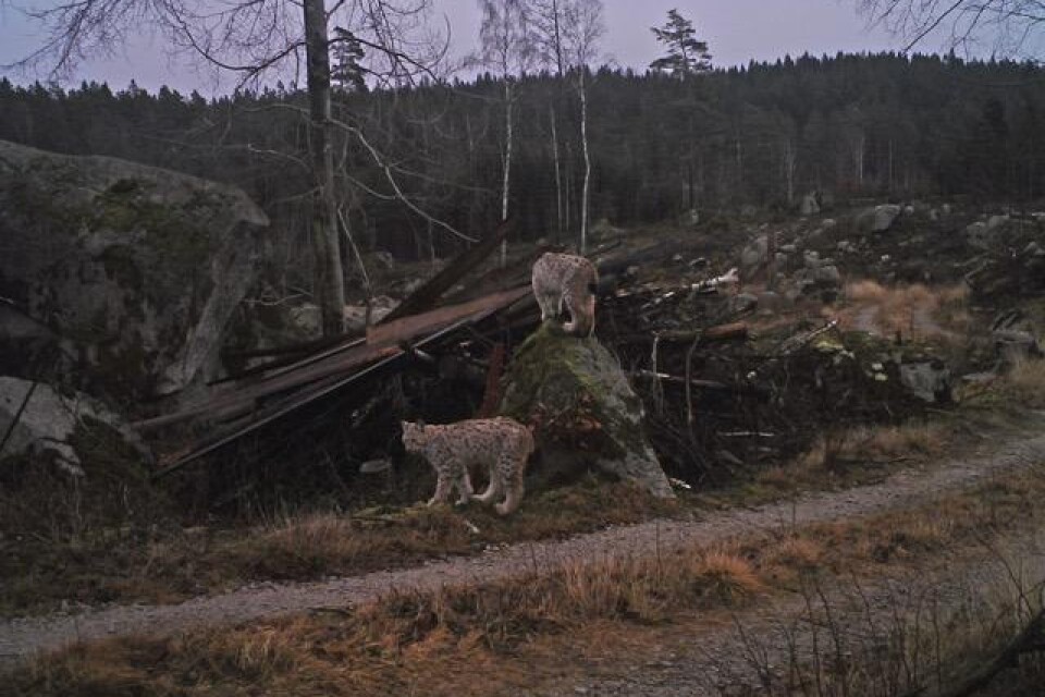 I början av februari fångade länsstyrelsens kamera tre lodjursungar på bild i Norra Olofström. Foto: Lasse Carlsson