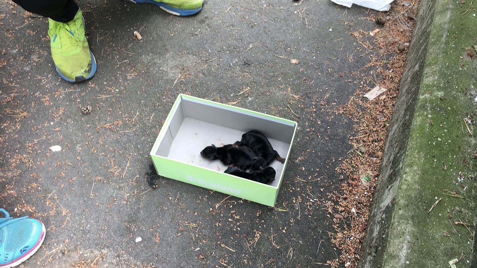 Hundvalparna hittades på asfalten, invid den kartong de sedan lades tillbaka i. Foto: Ola Löfvén
