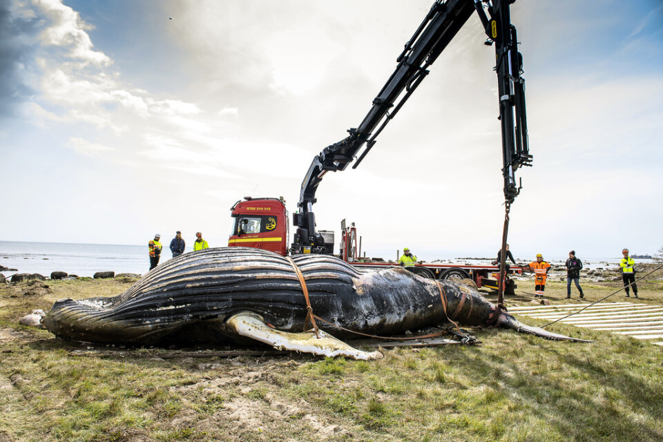Den döda knölvalen på Öland har nu lastats i en container och ska köras till Danmark för förbränning. Arkivbild.
