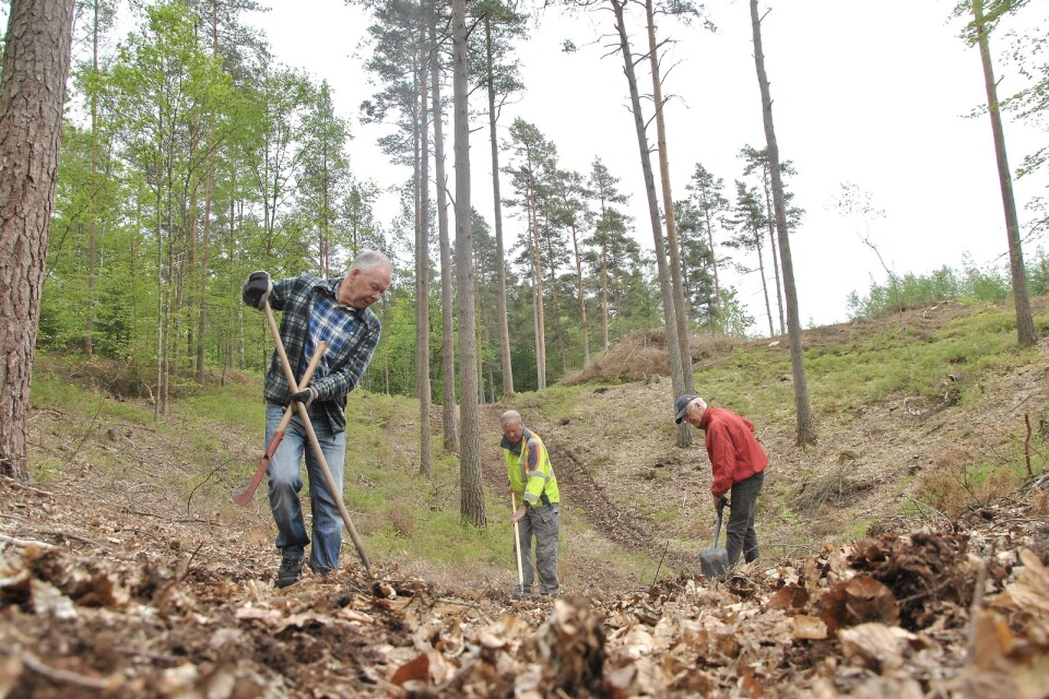 Bo Ljunggren, Erling Börjesson och Sven-Ingvar Jönsson var på plats i Sanatorieskogen och rensade stigarna kring ”Grytorna”. Foto: Robert Rolf
