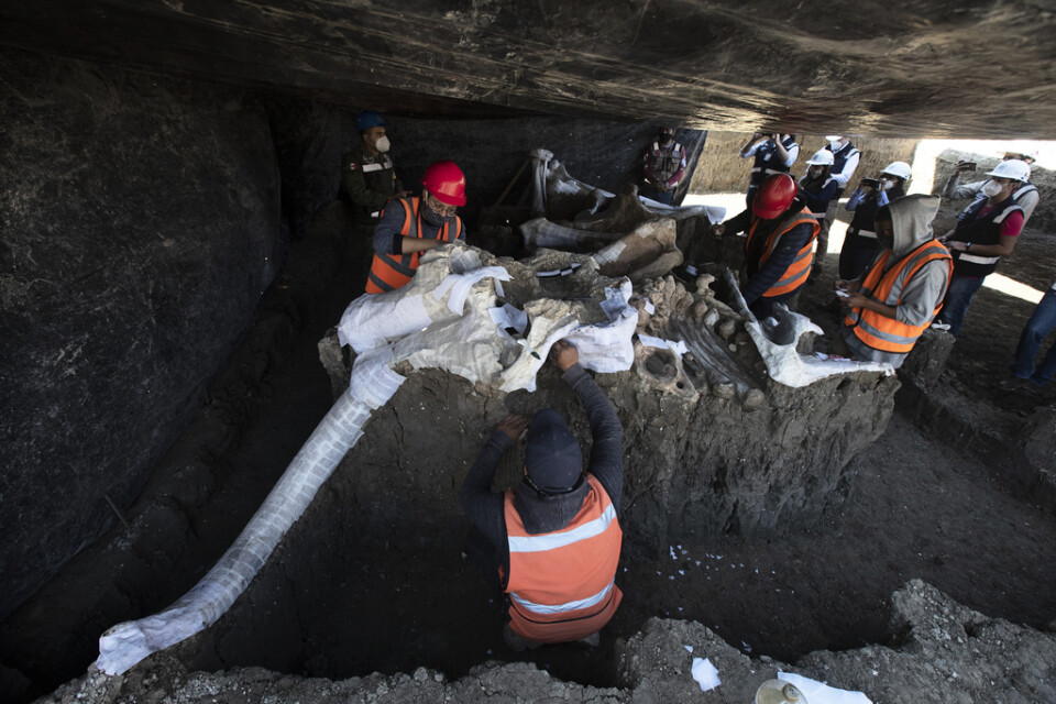 Kvarlevor från fler än 100 mammutar har upptäckts på platsen.