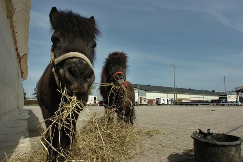 De två söta mörka ponnyerna passar på att lapa i sig lite solsken, och lite hö. De slipper resa tält och förbereda.