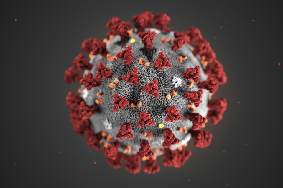 Forskning visar att coronaviruset kan "dröja sig kvar" i kroppen helt intakt, långt efter det att den första sjukdomsfasen är över. Upptäckten kan vara en ledtråd till varför vissa människor är sjuka i flera månader, så kallad långtidscovid.