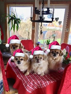 Tomtehundarna Fixxie, Honey, Gollie och Chatti sänder julhälsningar. Foto: Ingegerd Persson