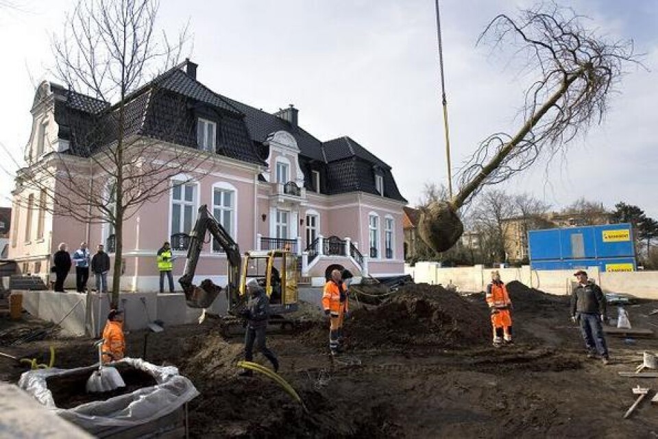 Med hjälp av en stor kran fick tre stora träd lyftas över muren och in i familjen Ibahimovics trädgård i Malmö Bild: Mark Hanlon